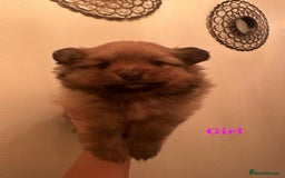Pomeranian dogs for sale: THREE BEAUTIFUL POMERANIAN PUPPIES⚠️⚠️❗️  - Image 13