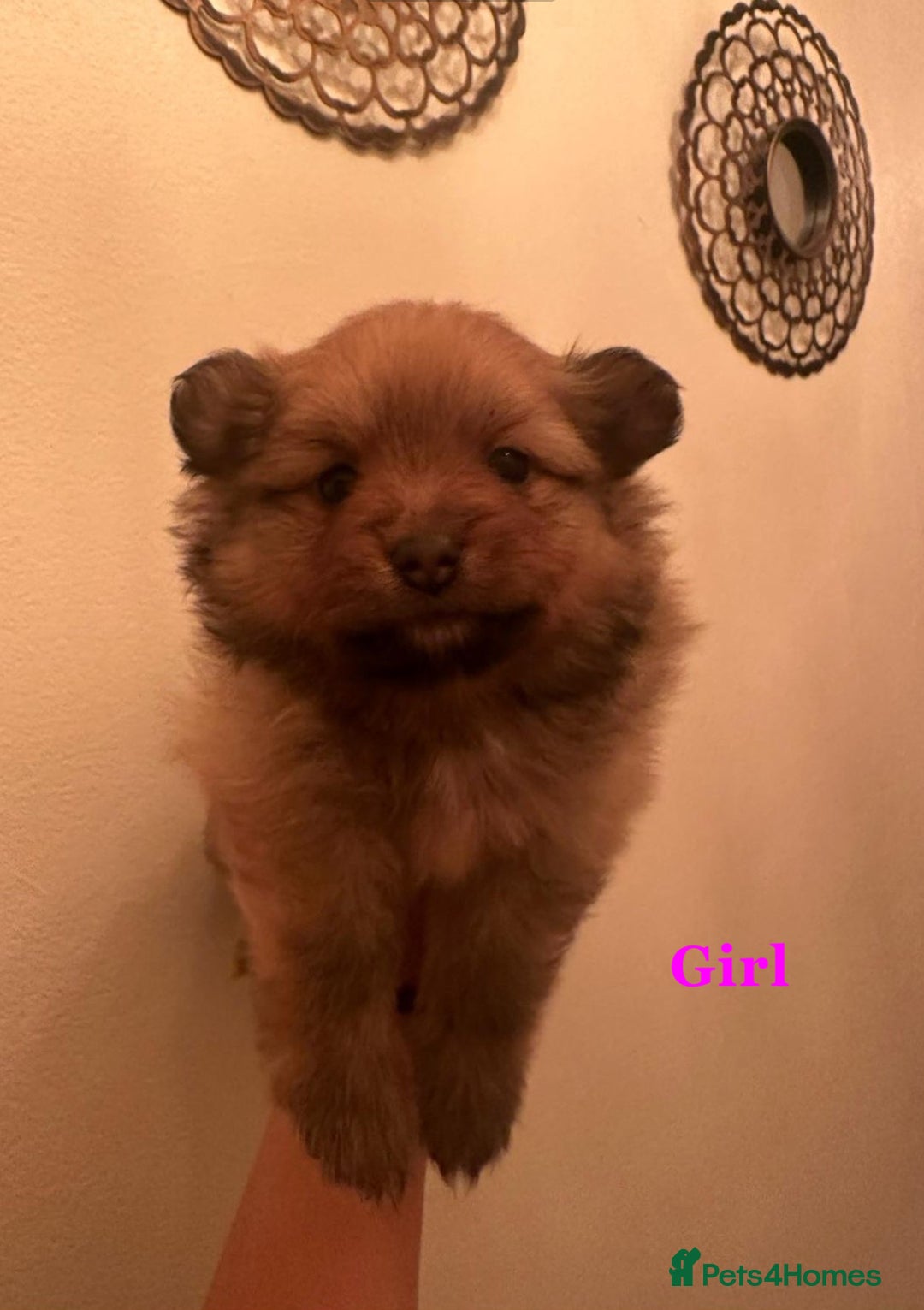 Pomeranian dogs for sale: THREE BEAUTIFUL POMERANIAN PUPPIES⚠️⚠️❗️  - Image 13