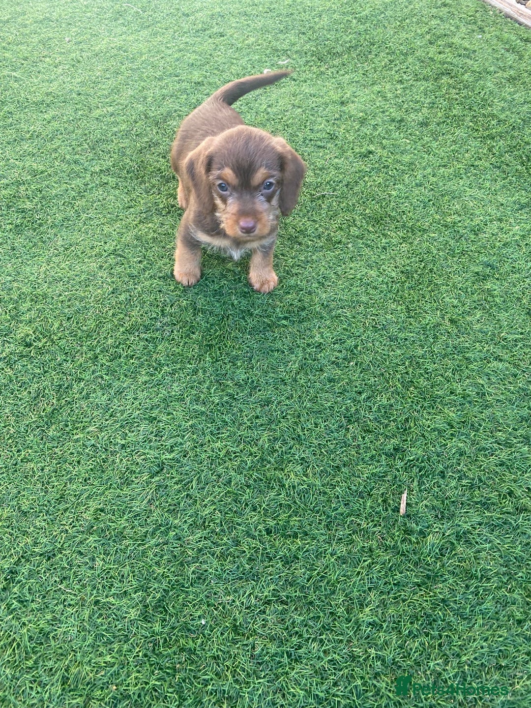 Mixed Breed dogs for sale: Daxipoo puppies - Image 1