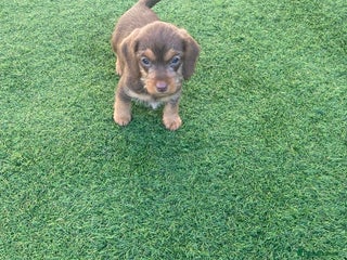 Mixed Breed dogs - Advert 10