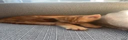 British Shorthair cats for sale: Male ginger kitten for sale  - Advert 3