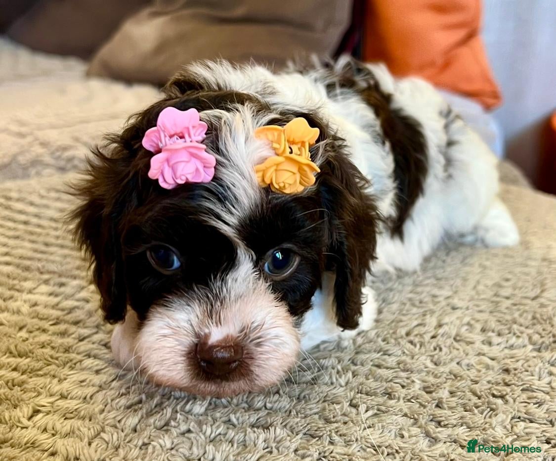 Cavapoo dogs for sale: LAST ONE!! Toy Cavapoo from health tested parents - Advert 1