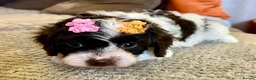 Cavapoo dogs for sale: Curly Toy Cavapoo’s from health tested parents - Advert 22