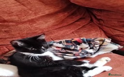 British Shorthair cats for sale: 2 tuxedo boys - Image 4