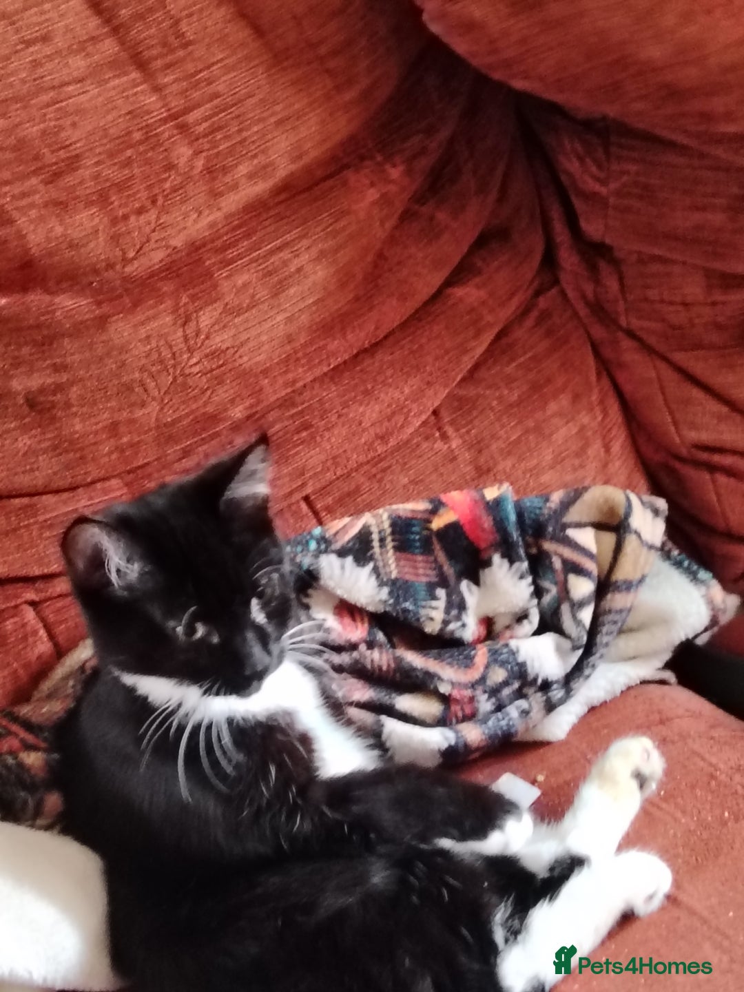British Shorthair cats for sale: 2 tuxedo boys - Image 4