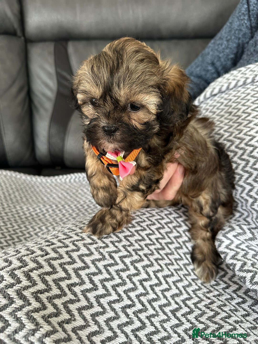 Shih Tzu dogs for sale: Shih Tzu puppies  - Image 15