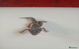Leopard Gecko reptiles for sale: Baby leopard geckos for sale  - Image 3