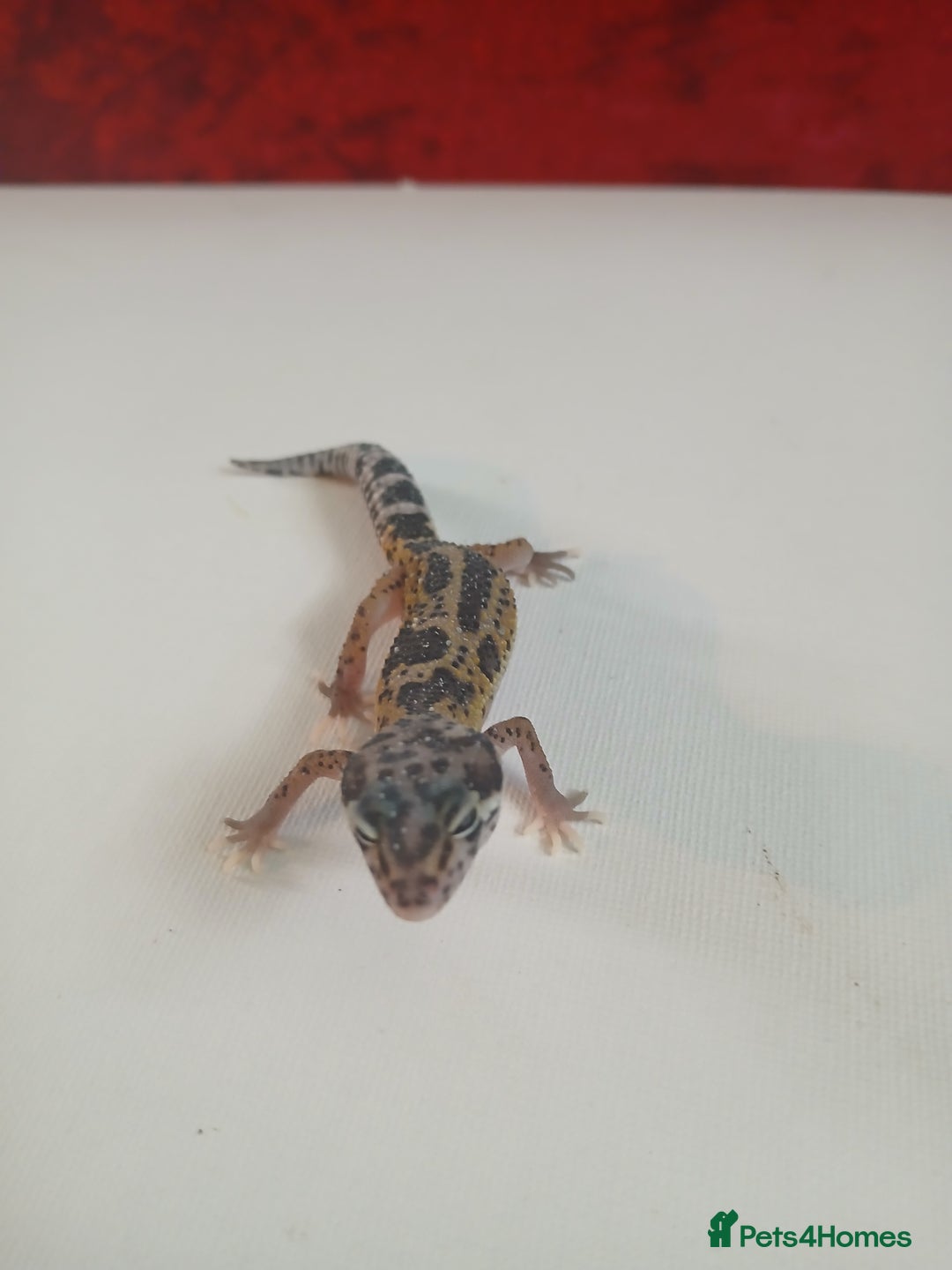Leopard Gecko reptiles for sale: Baby leopard geckos for sale  - Image 3
