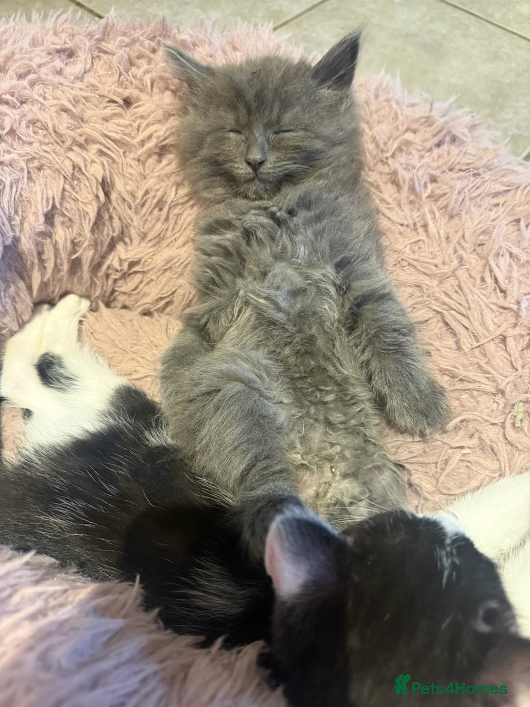 Mixed Breed cats for sale: Fluffy Turkish Angora mixed breed kittens  - Image 1
