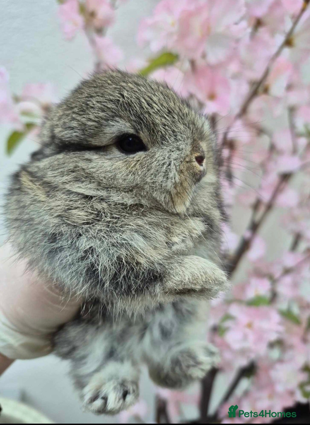 Netherland Dwarf rabbits Beautifull netherland  dwarf  babys  - Advert 15