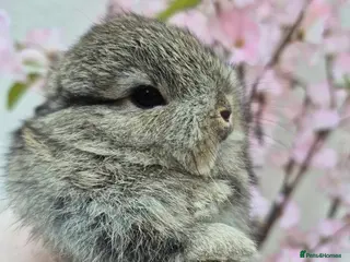 Netherland Dwarf rabbits Beautifull netherland dwarf babys - Advert 15