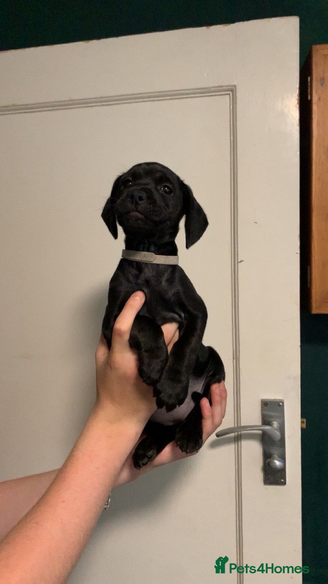 Mixed Breed dogs for sale: Beautiful litter of spaniel Cross  - Image 34
