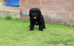 Cavapoo dogs for sale: Beautiful Cavapoo puppies for sale - Image 32