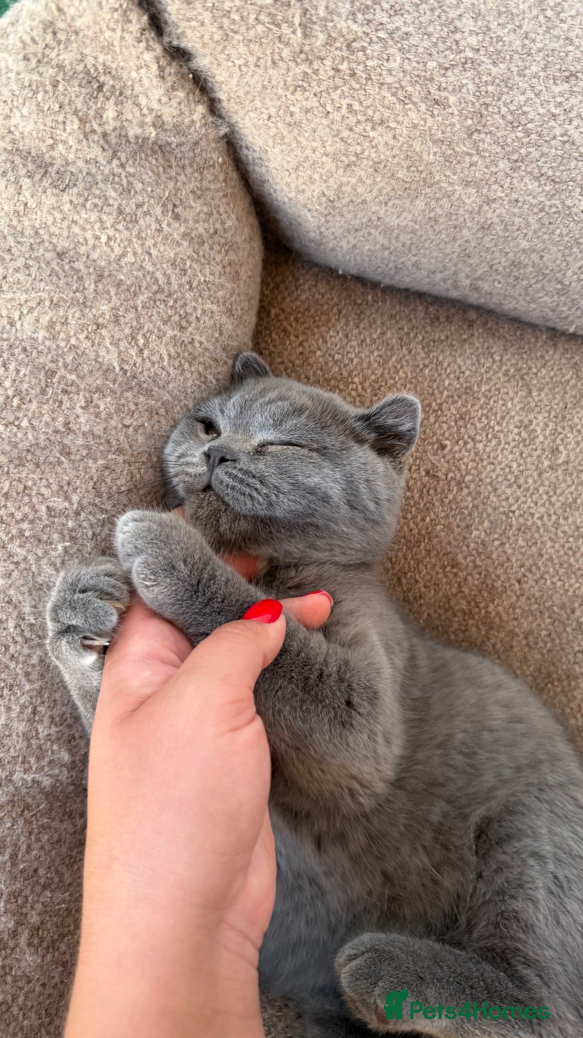Scottish Fold cats Vaccinated and ready to go kittens ♥️ - Advert 2