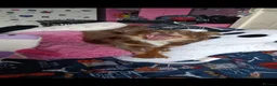 Chihuahua dogs for sale: Female Lilac Long Haired Chihuahua - Advert 9