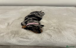 Dachshund dogs for sale: dachshund pups dapple and black & tan - Advert 17