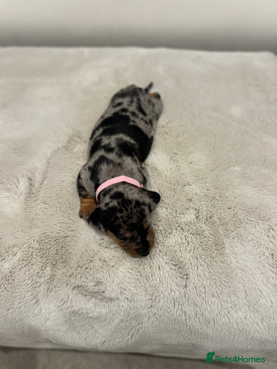 Dachshund dogs for sale: dachshund pups dapple and black & tan - Advert 17