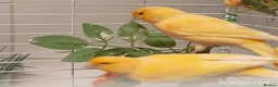 Canaries birds for sale: Canary MALES - Advert 1