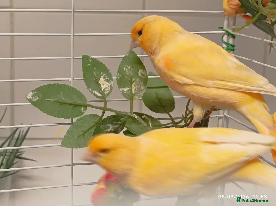 Canaries birds for sale: Canary MALES - Advert 1