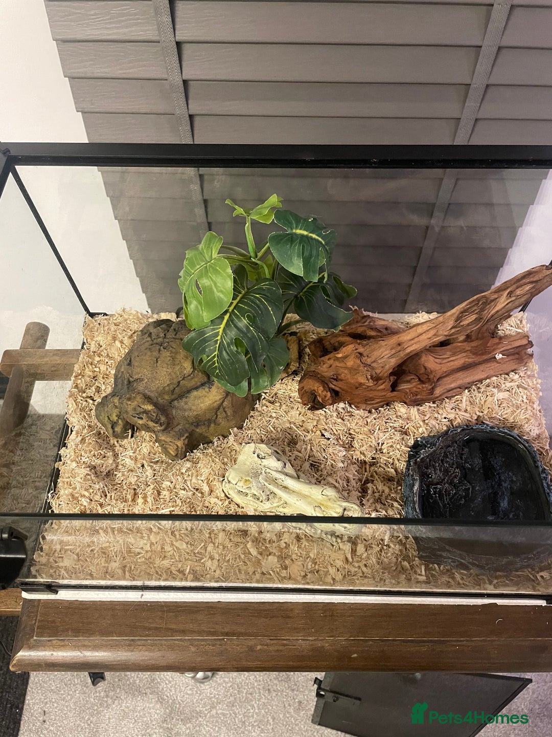 Corn Snake reptiles for sale: 15 Month Old Corn snake with set up  - Image 7