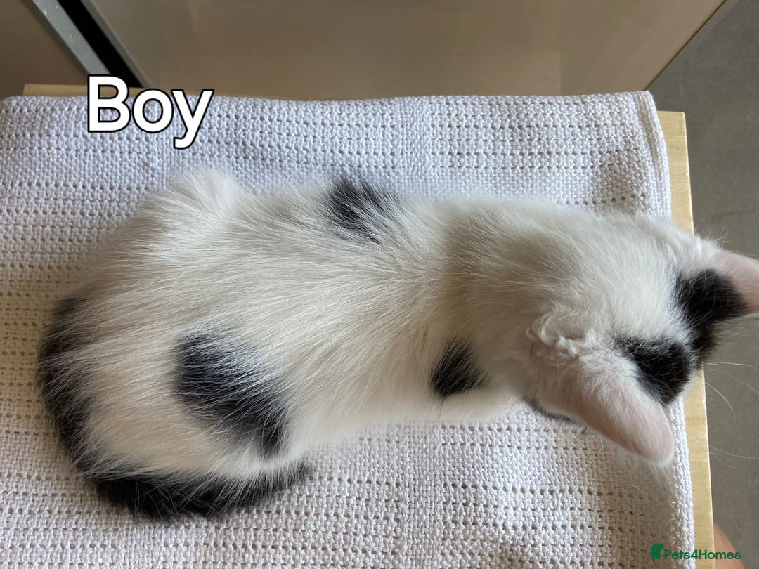 Mixed Breed cats for sale: British short hair kittens - Image 6