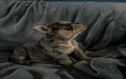 Mixed Breed dogs for sale: Beautiful spotty babies - Image 16