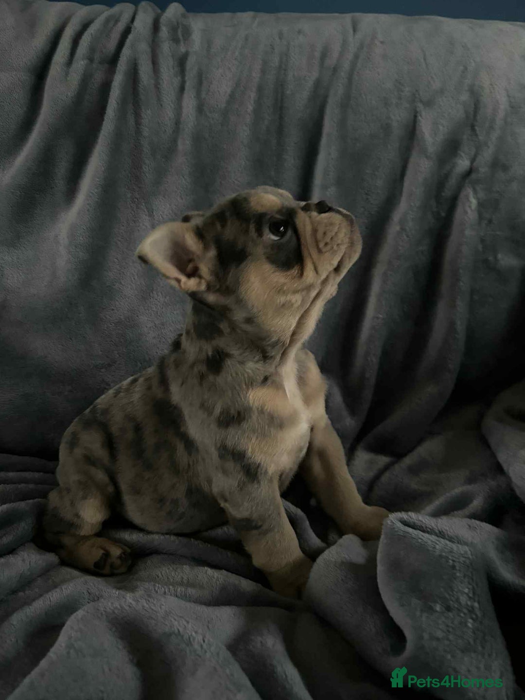 Mixed Breed dogs for sale: Beautiful spotty babies - Image 16