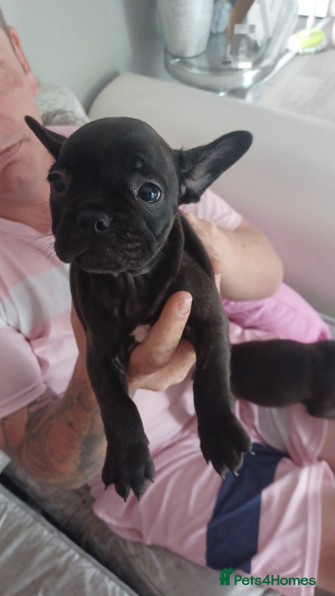 French Bulldog dogs for sale: French bulldog puppys  - Image 6