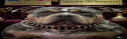 American Bully dogs for stud: ABKC Pocket Bully Stud - Merle - GrCh Bloodline - Advert 2