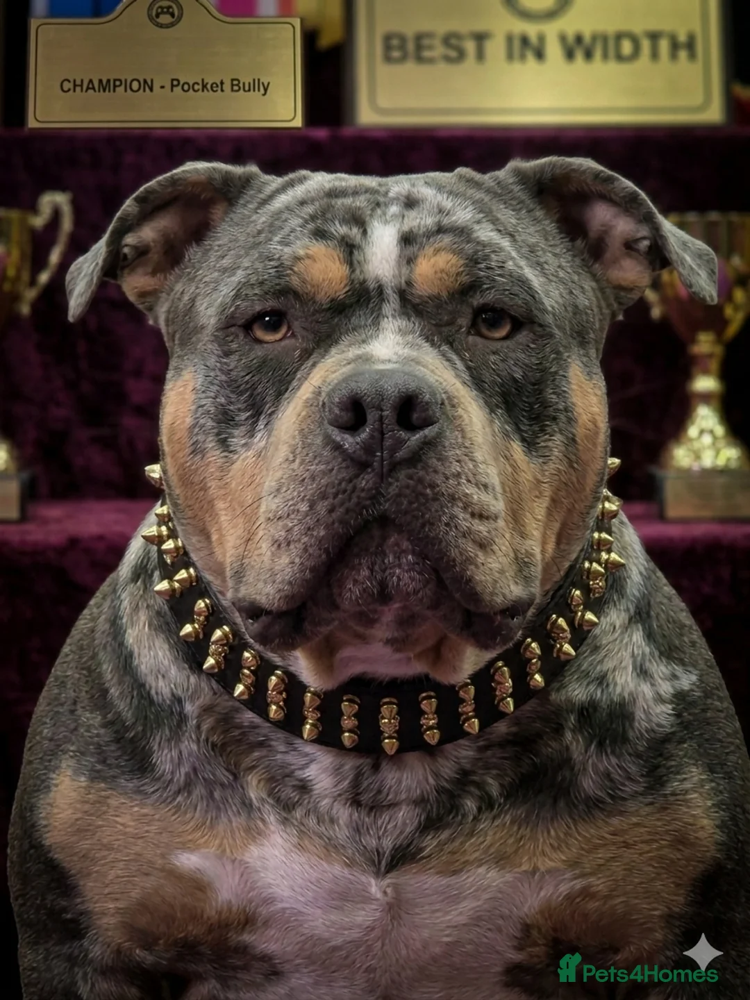 American Bully dogs for stud: ABKC Pocket Bully Stud - Merle - GrCh Bloodline - Advert 2