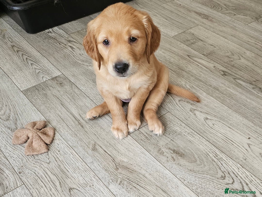 Golden Retriever dogs for sale: 2 Boys 2 Girls KC Reg. Golden Retriever Puppies - Image 7