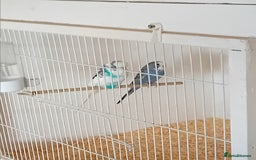 Budgerigars birds for sale: Budgies  - Advert 5