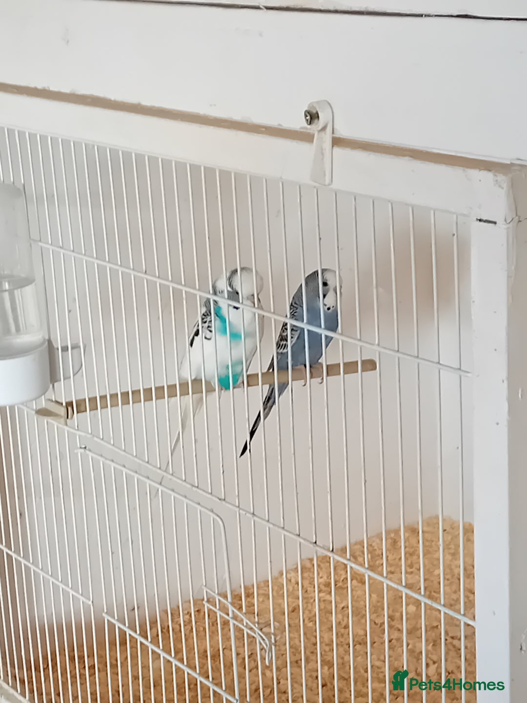 Budgerigars birds for sale: Budgies  - Advert 5