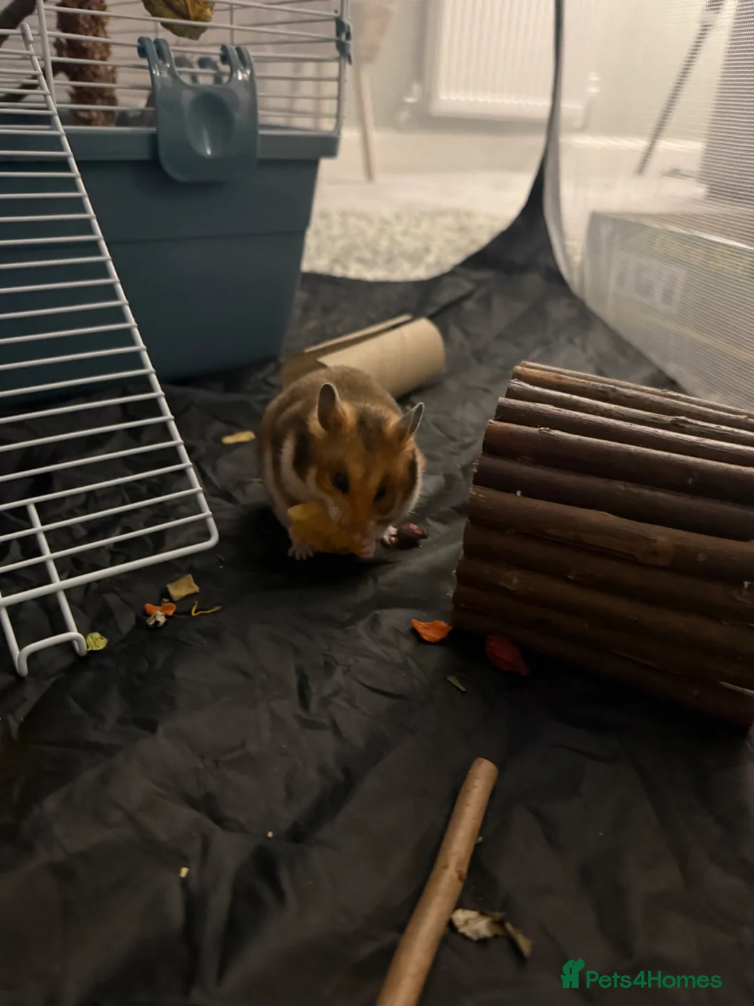 Hamster rodents for sale: Beautiful tame Syrian hamster  in Swadlincote - Advert 2