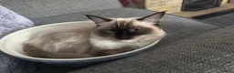 Ragdoll cats for sale: Adorable Beautiful Seal Mitted Ragdoll Kittens  - Advert 4