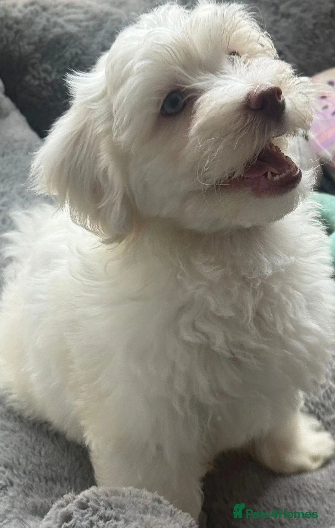 Mixed Breed dogs for sale: Maltipoo x Coton de Tulear Puppies – 1 Boy left - Advert 2