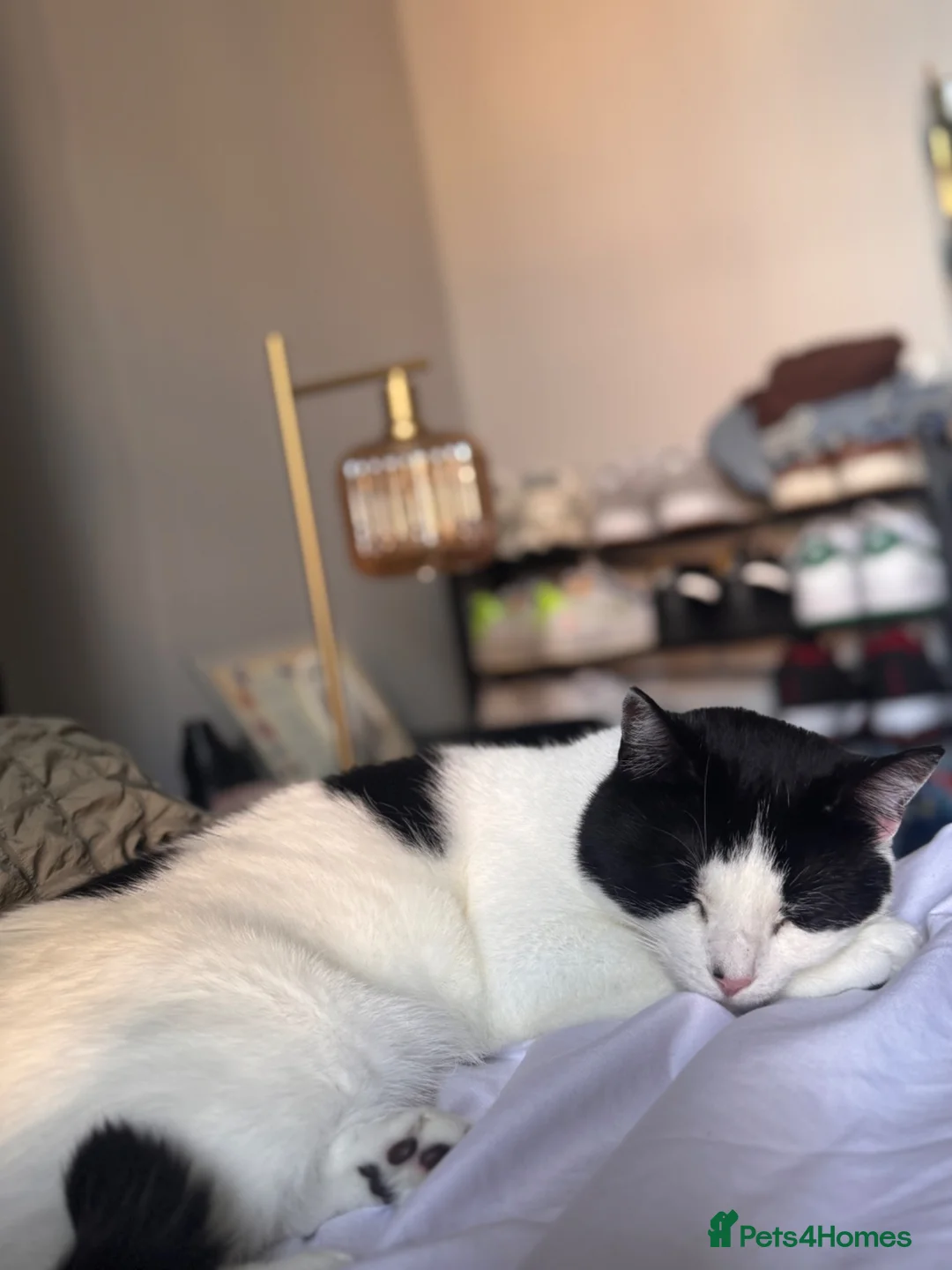 American Shorthair cats for sale: MOTHER CAT Orea - Advert 2