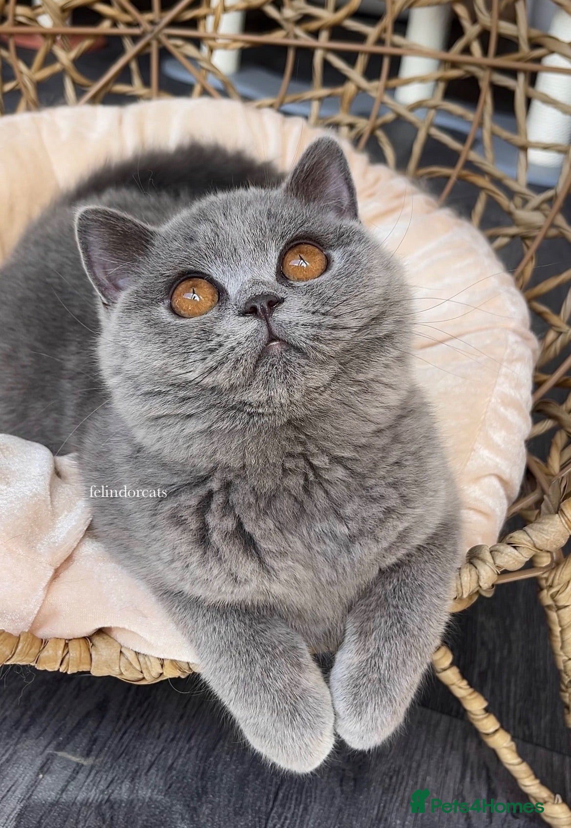 British Shorthair cats ✨Exceptional quality British shorthair✨ - Advert 4