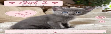 Dark grey (blue) girl 2