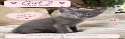 Mixed Breed cats for sale: Beautiful Siamese Cross Kittens – Lilac Point Dad in Cardiff - Advert 5