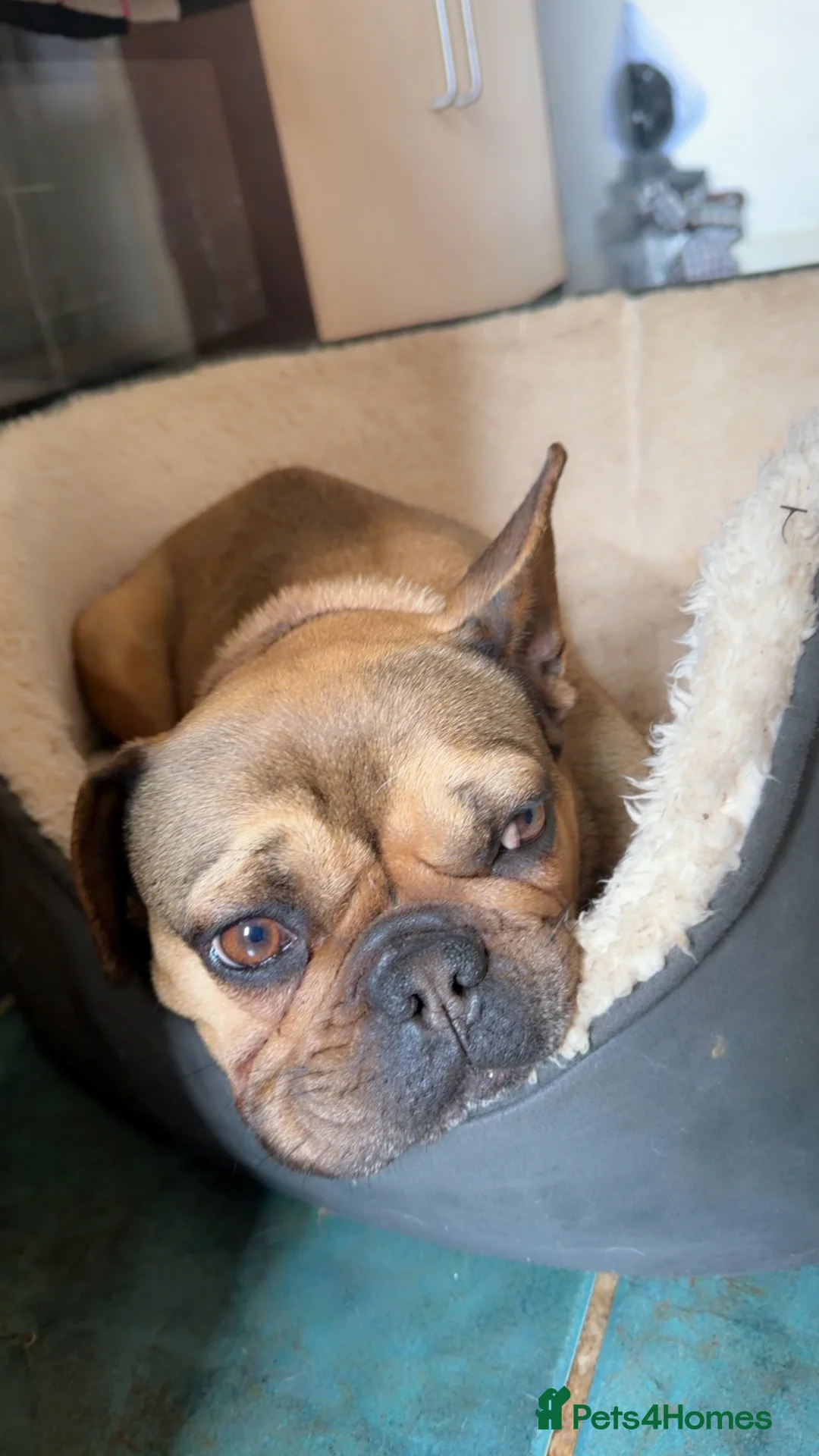 French Bulldog dogs for sale: Female French bulldog - Advert 2