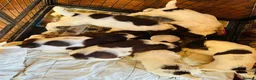 English Springer Spaniel dogs for sale: English Springer Spaniel Puppies For Sale - Advert 5