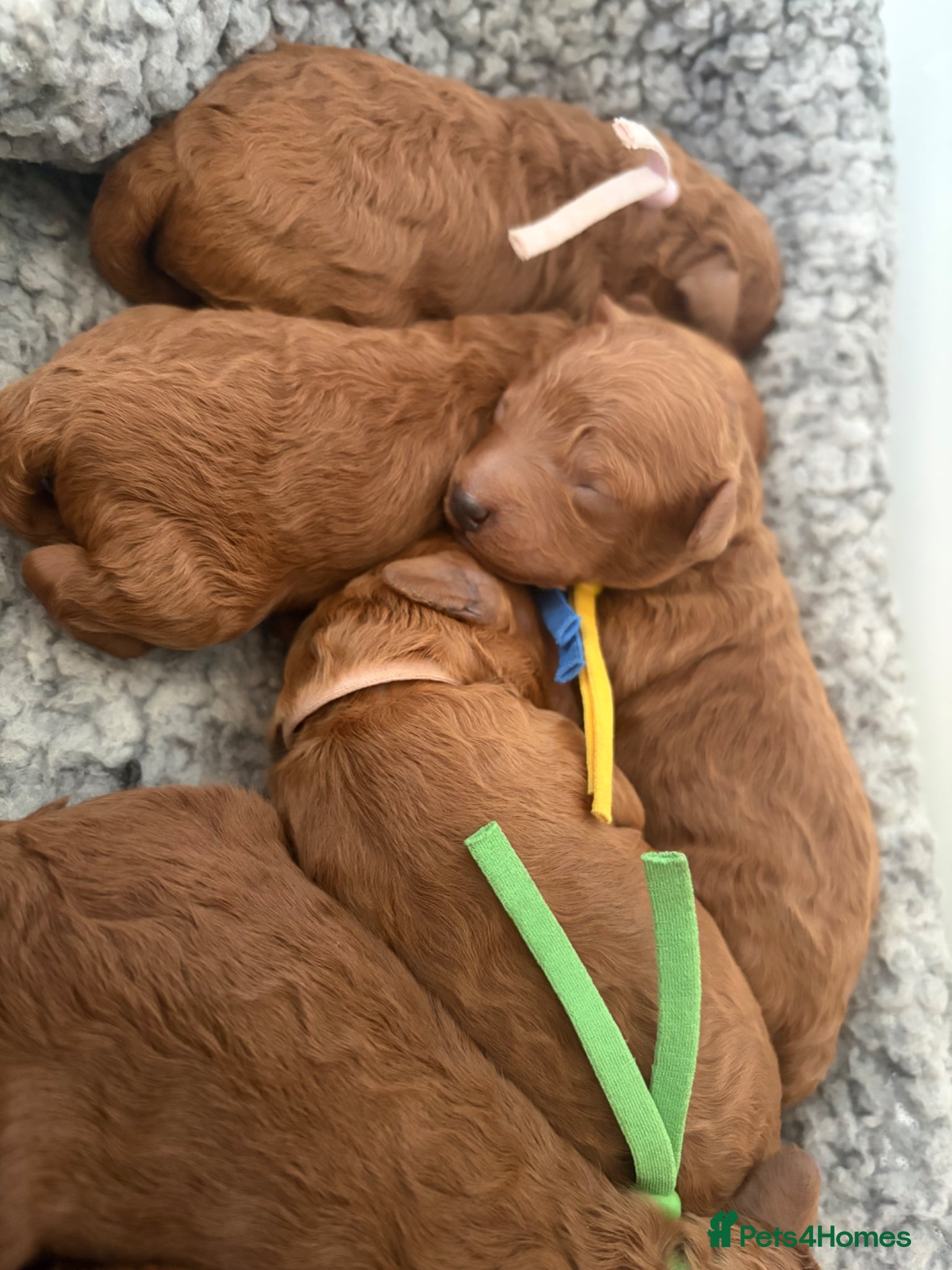 Toy Poodle dogs Kc registered toy /  tiny poodle  - Advert 1