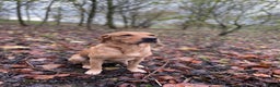 Labrador Retriever dogs for stud: Proven Fox Red / Golden working Labrador for stud in Sleaford - Advert 3