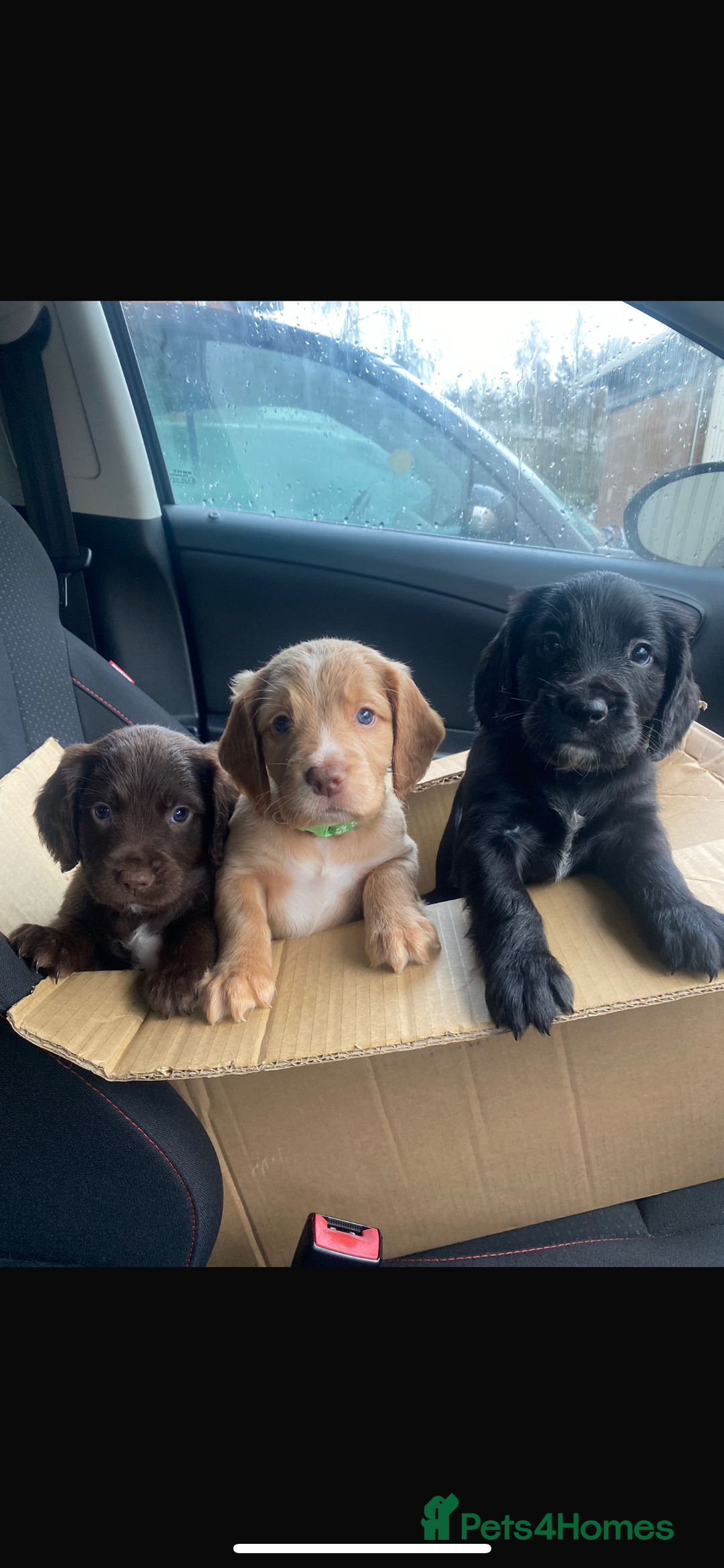 Cocker Spaniel dogs for stud: Fully KC Registered Black Cocker Spaniel for stud  in Tiverton - Advert 3