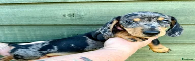 Miniature Dachshund 2