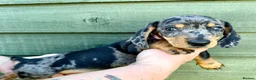 Miniature Dachshund dogs for sale: Beautiful Miniature Puppies Ready Now  - Advert 2