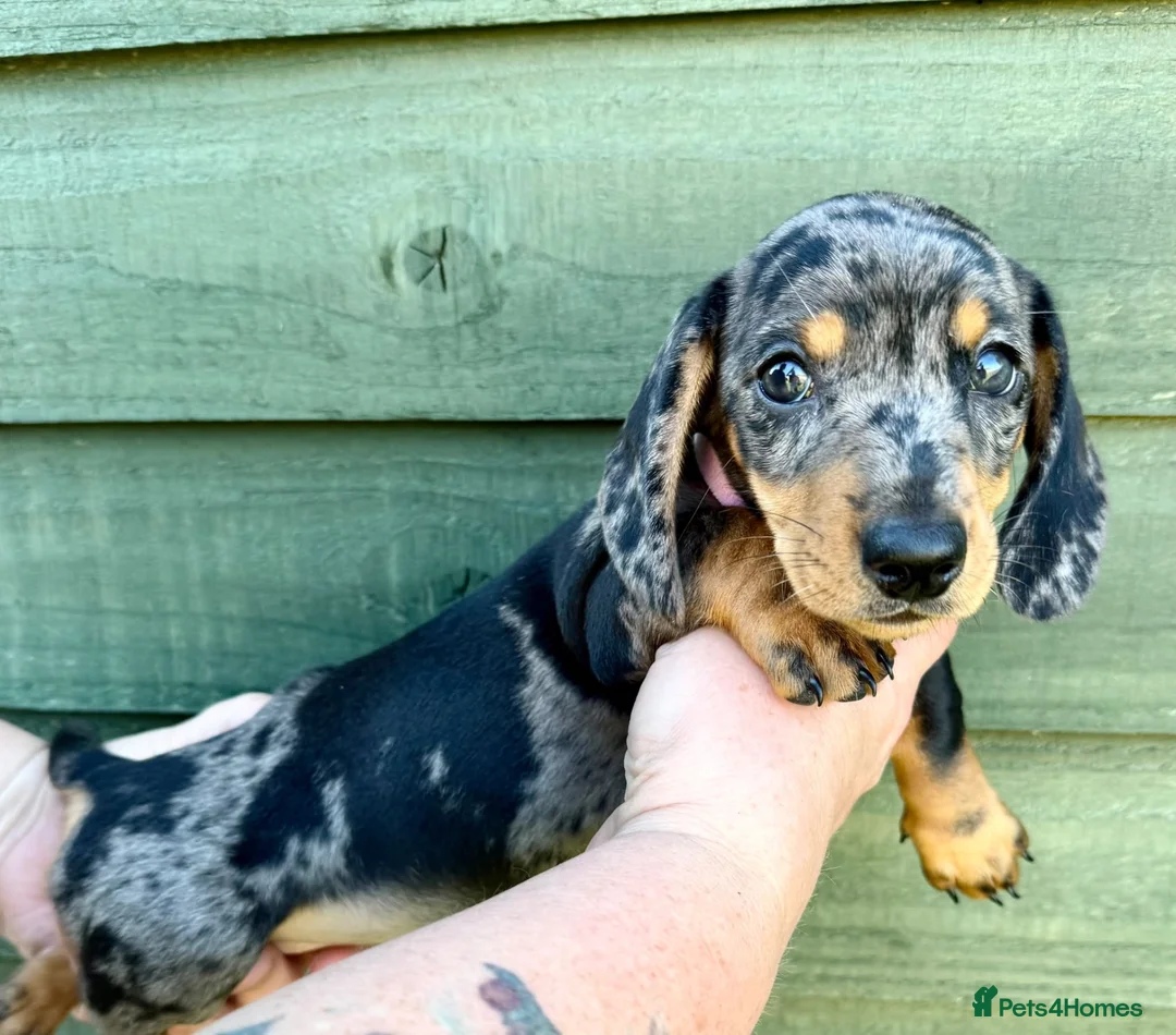 Miniature Dachshund dogs for sale: Beautiful Miniature Puppies Ready Now  - Advert 2