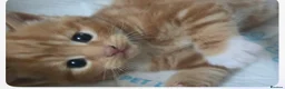 Mixed Breed cats for sale: 3 gorgeous kittens ginger and calico - Advert 1