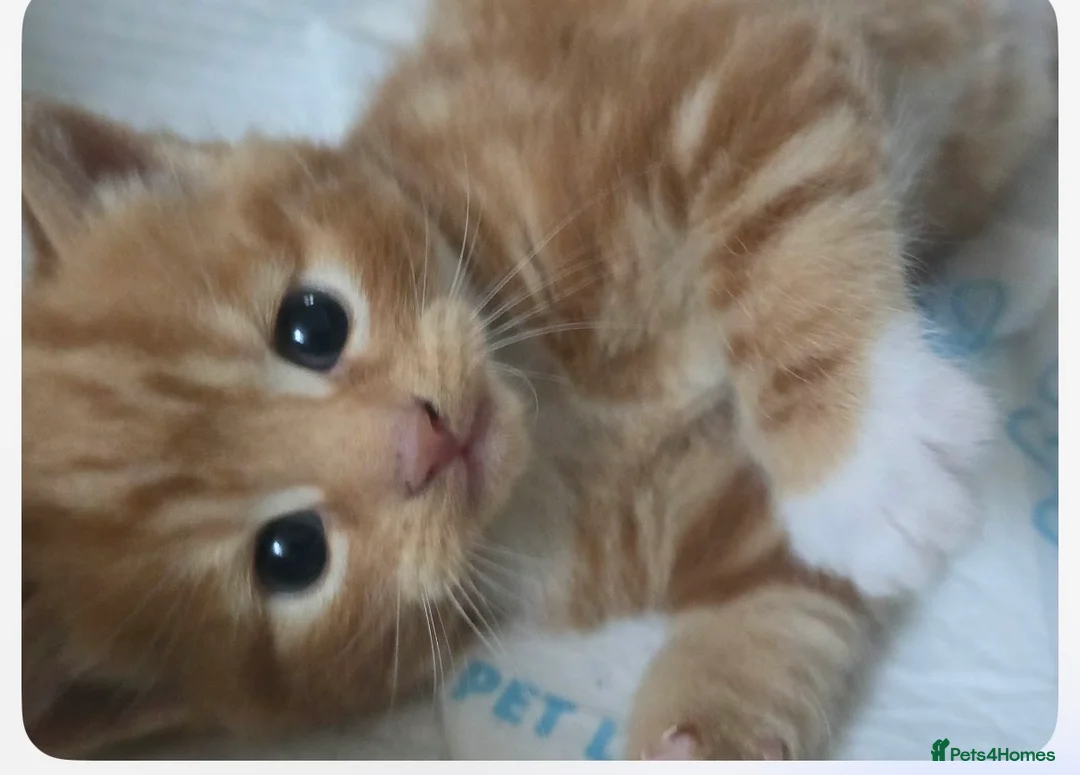 Mixed Breed cats for sale: 3 gorgeous kittens ginger and calico - Advert 1